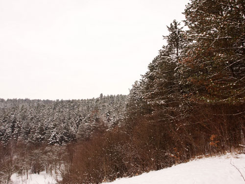 Foto Fitigau-plantatia de pini (c) Petru Goja